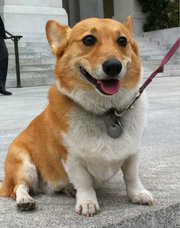 Sutter Brown (2011-2016)