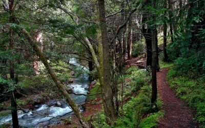 Governor Brown Takes Action to Protect California’s Plants, Animals and Unique Biodiversity