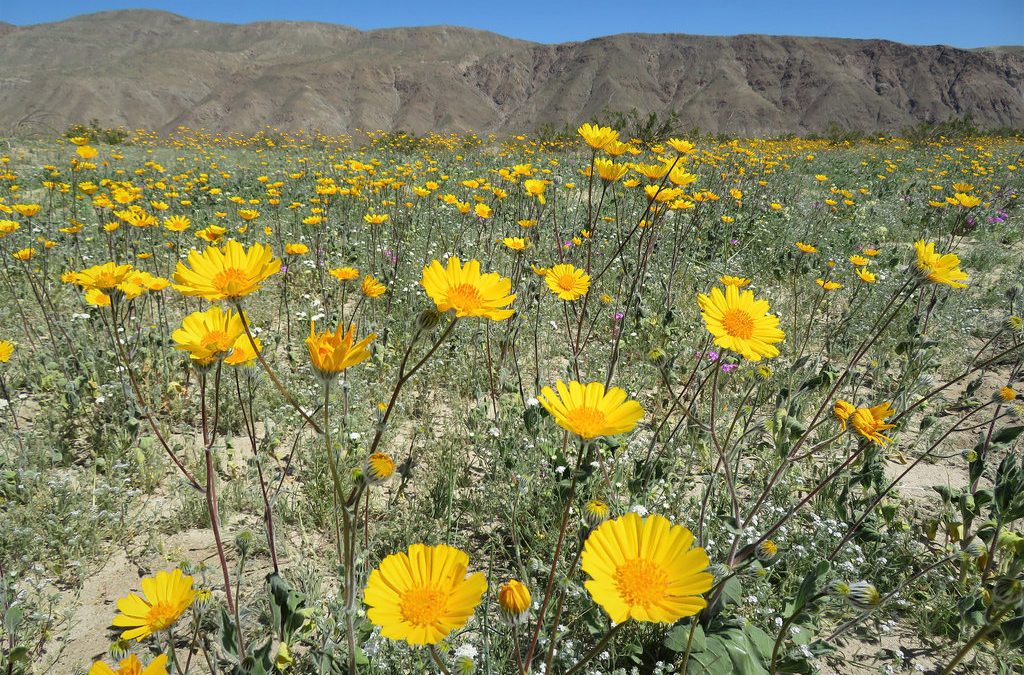 Governor Brown Issues Proclamation Declaring International Day for Biological Diversity