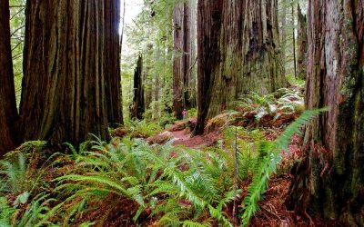 Governor Brown Issues Executive Order to Protect Communities from Wildfire, Climate Impacts