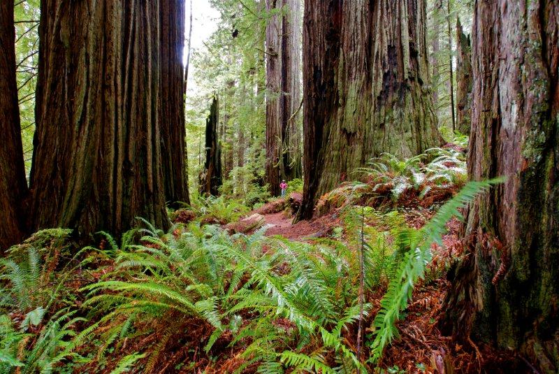 Governor Brown Issues Executive Order to Protect Communities from Wildfire, Climate Impacts