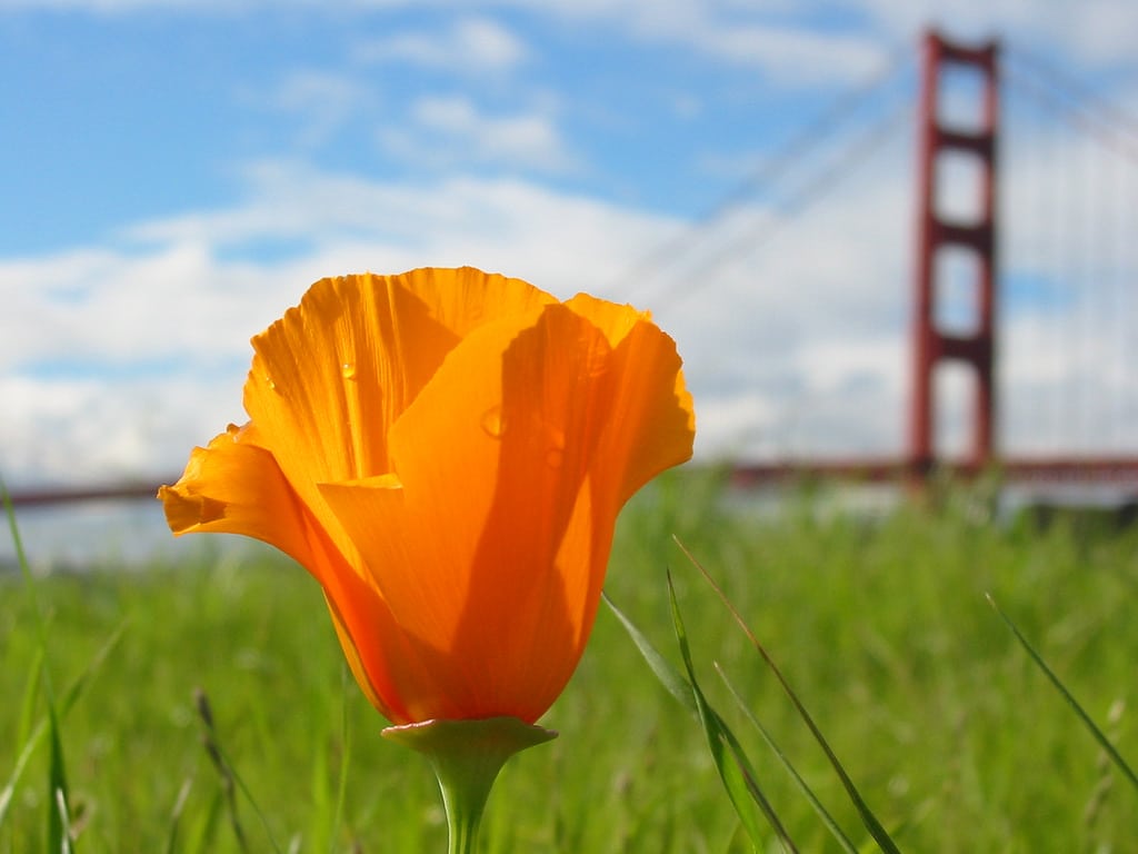 Governor Brown Appoints 5 Court of Appeal Justices